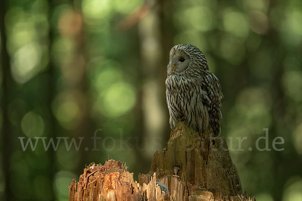 Habichtskauz (Strix uralensis)