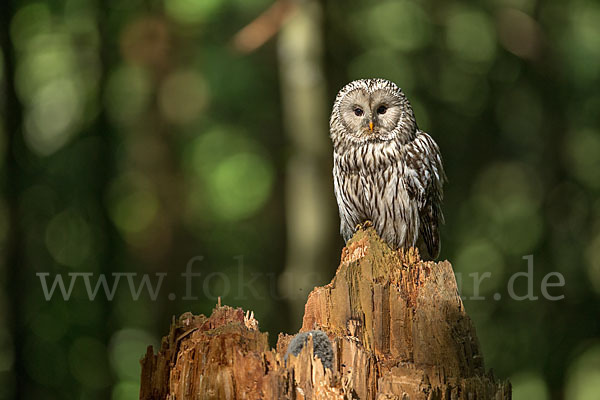 Habichtskauz (Strix uralensis)