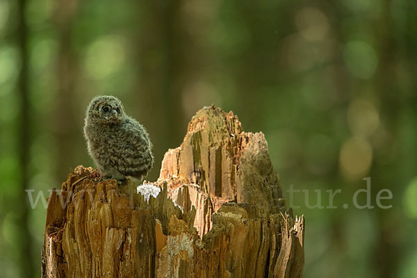 Habichtskauz (Strix uralensis)