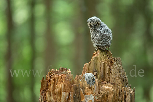 Habichtskauz (Strix uralensis)