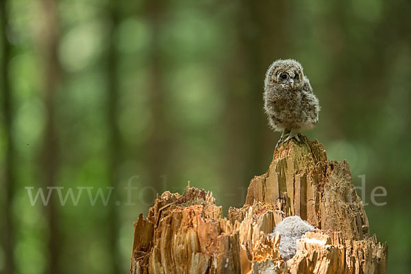 Habichtskauz (Strix uralensis)