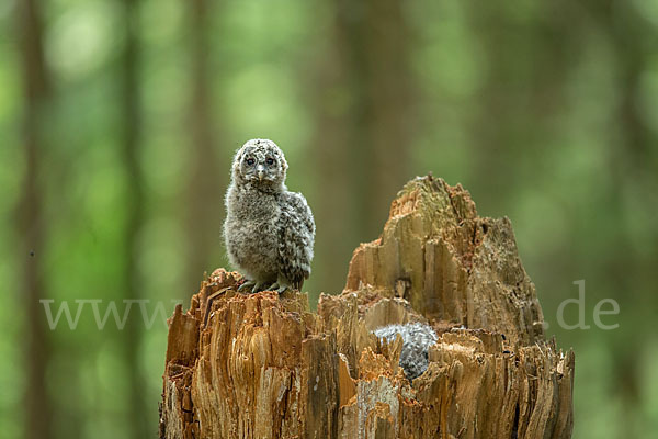 Habichtskauz (Strix uralensis)