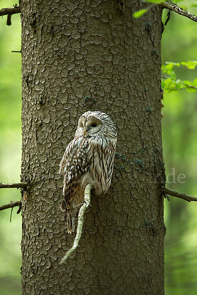 Habichtskauz (Strix uralensis)