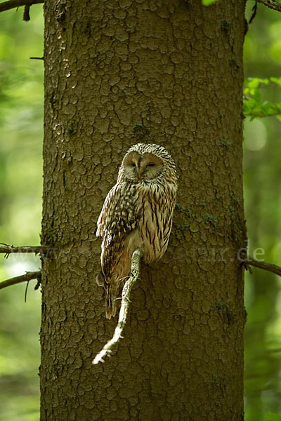 Habichtskauz (Strix uralensis)