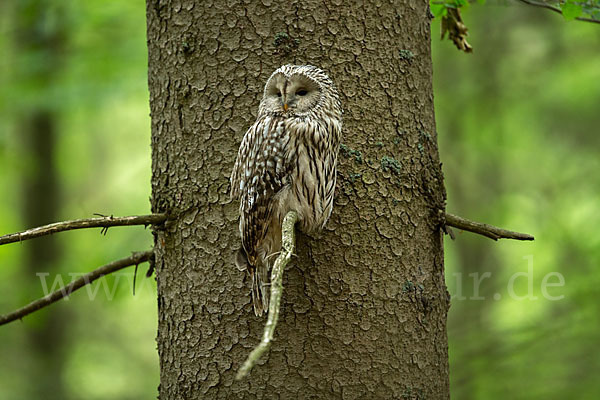 Habichtskauz (Strix uralensis)