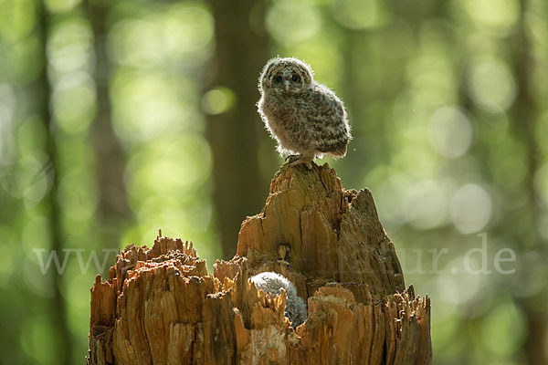 Habichtskauz (Strix uralensis)