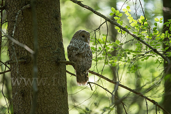 Habichtskauz (Strix uralensis)