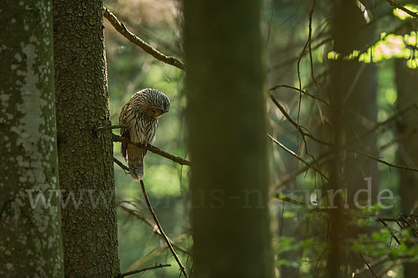 Habichtskauz (Strix uralensis)