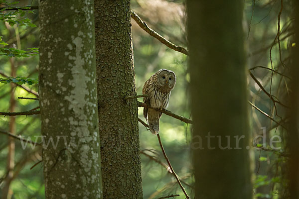 Habichtskauz (Strix uralensis)