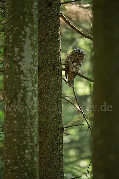 Habichtskauz (Strix uralensis)