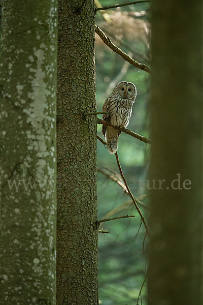 Habichtskauz (Strix uralensis)