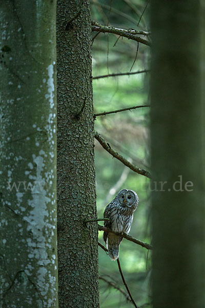 Habichtskauz (Strix uralensis)