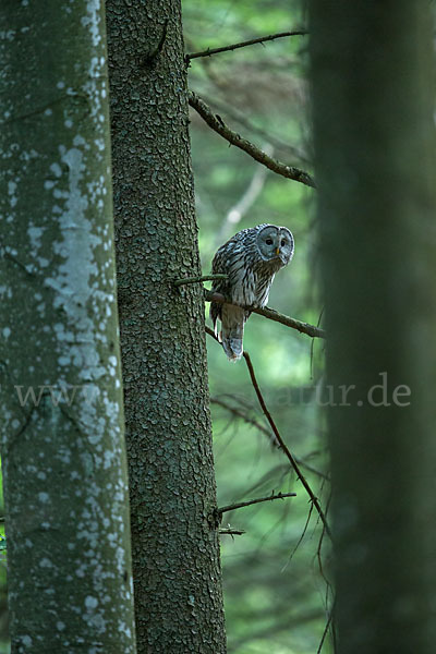 Habichtskauz (Strix uralensis)