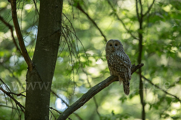 Habichtskauz (Strix uralensis)