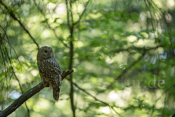 Habichtskauz (Strix uralensis)