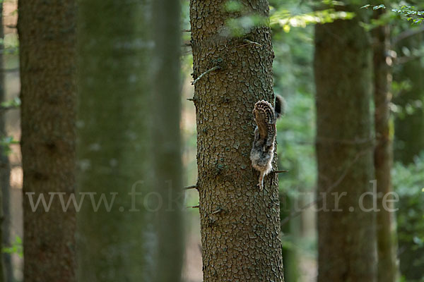 Habichtskauz (Strix uralensis)