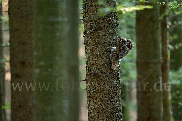 Habichtskauz (Strix uralensis)