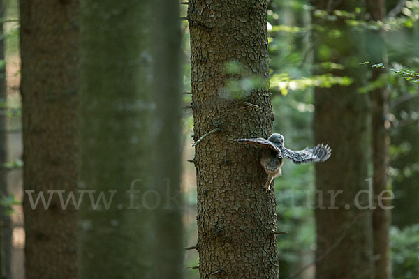 Habichtskauz (Strix uralensis)