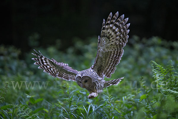 Habichtskauz (Strix uralensis)