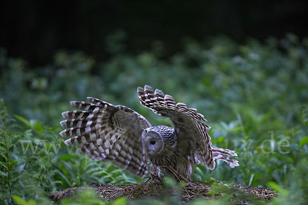 Habichtskauz (Strix uralensis)