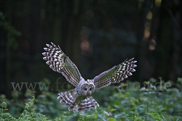 Habichtskauz (Strix uralensis)