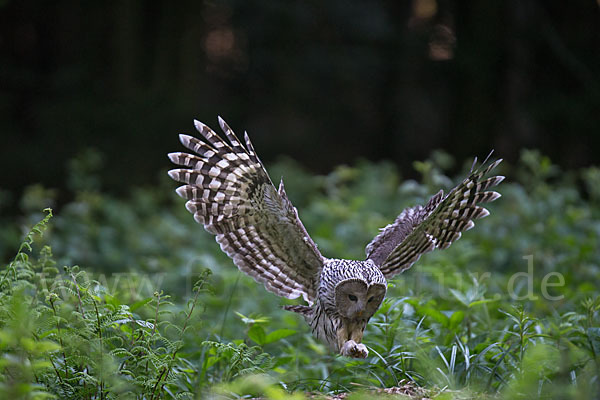 Habichtskauz (Strix uralensis)