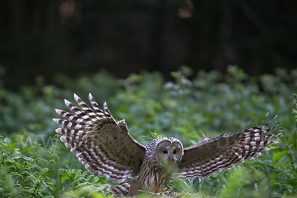 Habichtskauz (Strix uralensis)