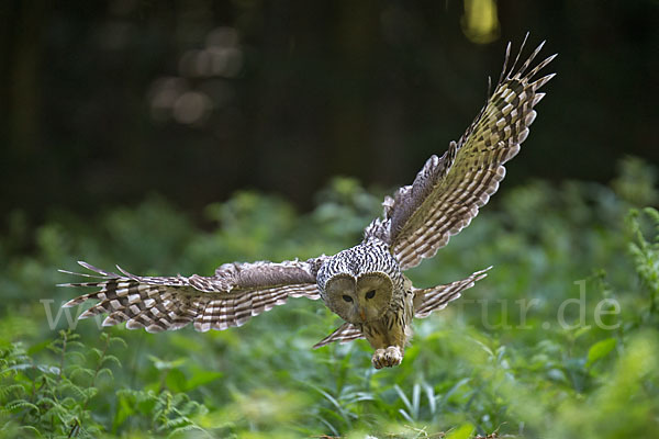 Habichtskauz (Strix uralensis)