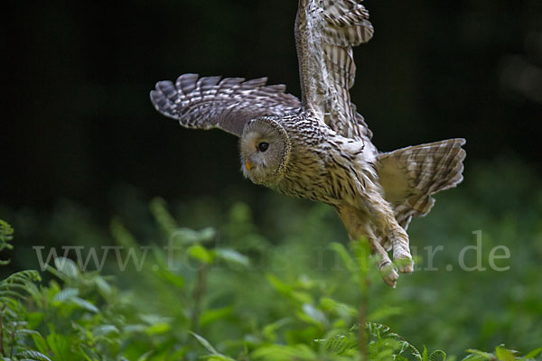 Habichtskauz (Strix uralensis)