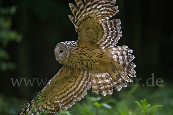 Habichtskauz (Strix uralensis)