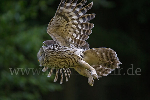 Habichtskauz (Strix uralensis)