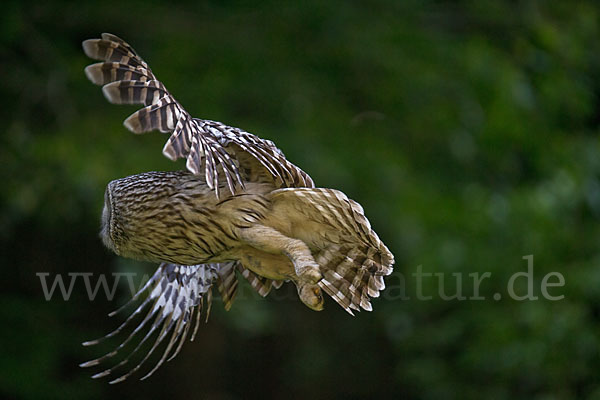 Habichtskauz (Strix uralensis)