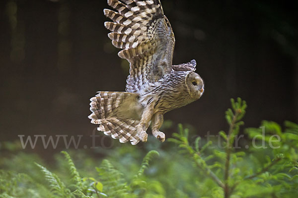 Habichtskauz (Strix uralensis)