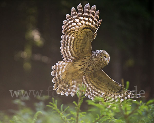 Habichtskauz (Strix uralensis)