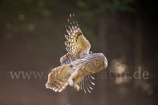 Habichtskauz (Strix uralensis)