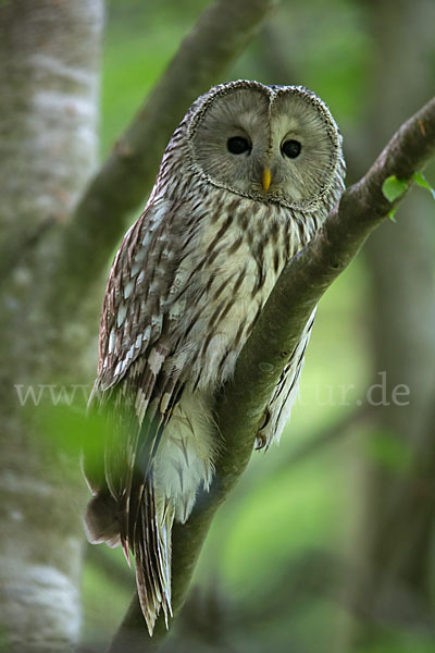 Habichtskauz (Strix uralensis)