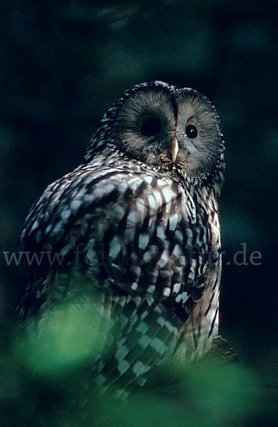 Habichtskauz (Strix uralensis)