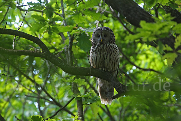 Habichtskauz (Strix uralensis)