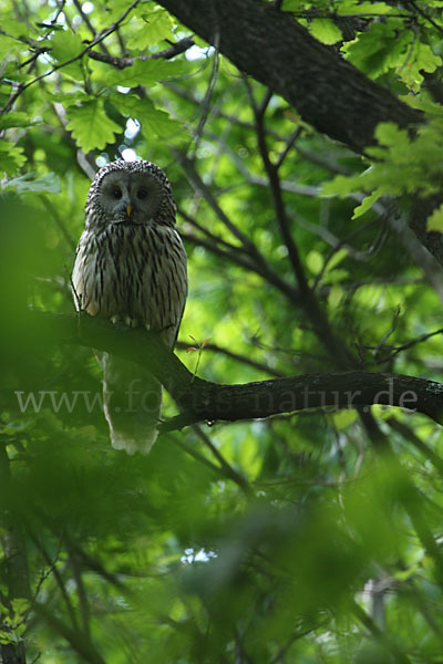 Habichtskauz (Strix uralensis)