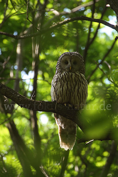 Habichtskauz (Strix uralensis)