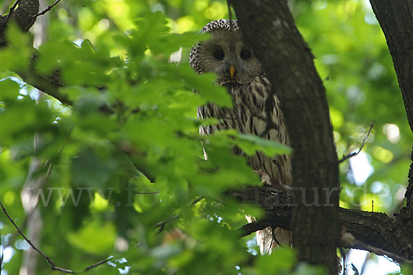 Habichtskauz (Strix uralensis)