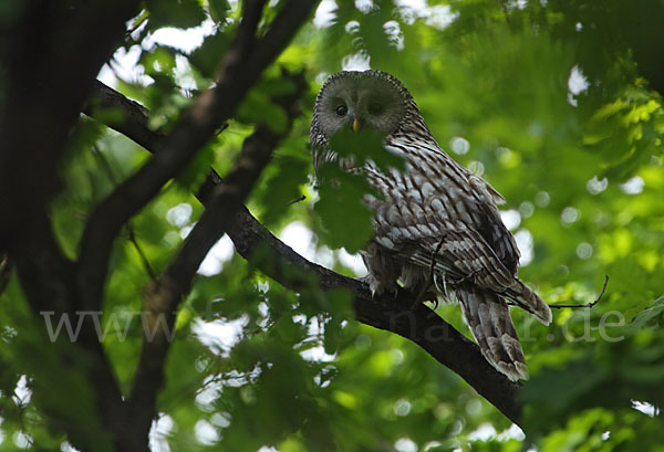 Habichtskauz (Strix uralensis)