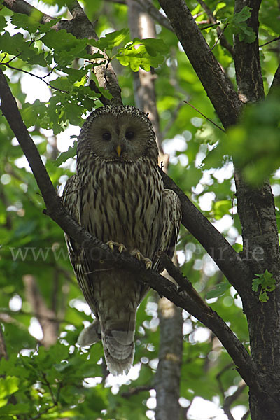 Habichtskauz (Strix uralensis)