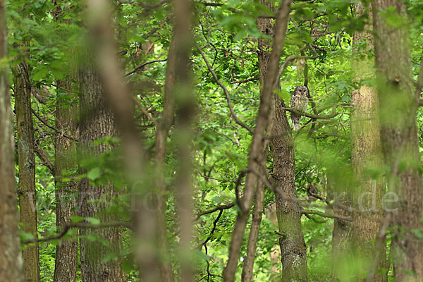 Habichtskauz (Strix uralensis)