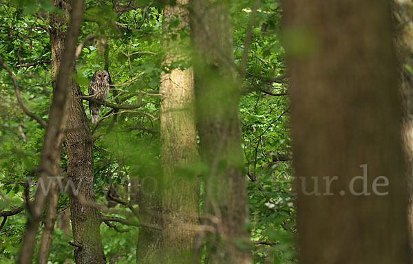 Habichtskauz (Strix uralensis)