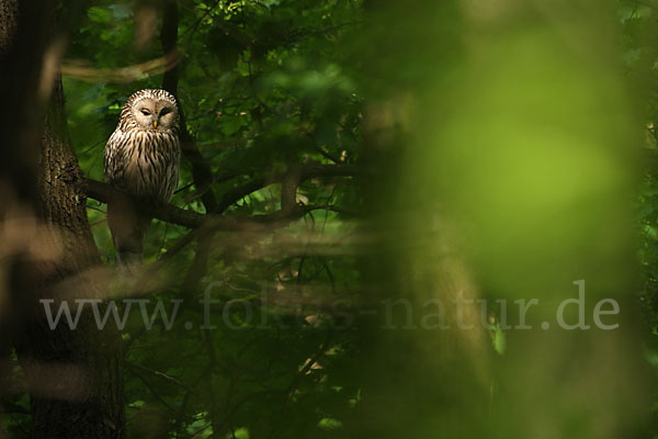 Habichtskauz (Strix uralensis)