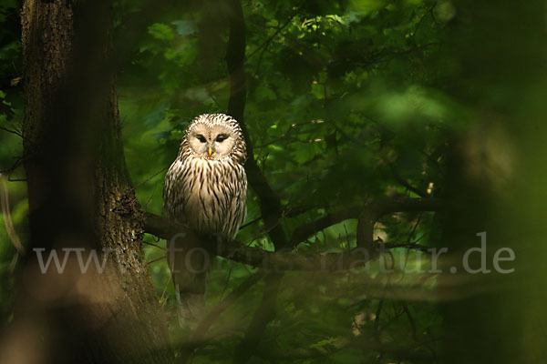 Habichtskauz (Strix uralensis)