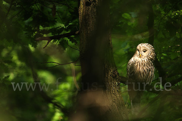 Habichtskauz (Strix uralensis)