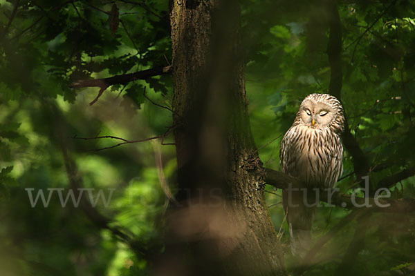 Habichtskauz (Strix uralensis)