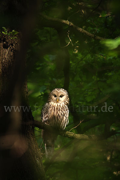 Habichtskauz (Strix uralensis)